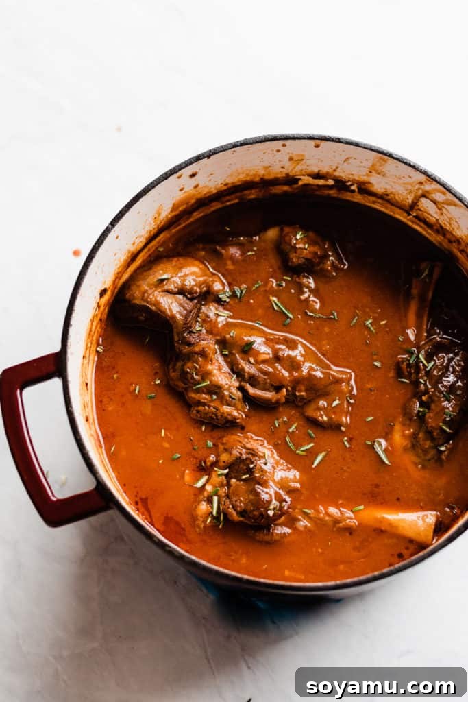 Fork-tender braised lamb shanks after slow cooking Finished Red Wine Braised Lamb Shanks in a Dutch oven, bathed in rich sauce