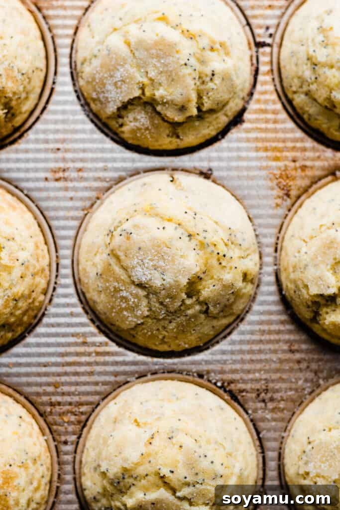 A pan of freshly baked lemon poppyseed muffins, showing their tall, domed, and crisp sugar-studded tops.