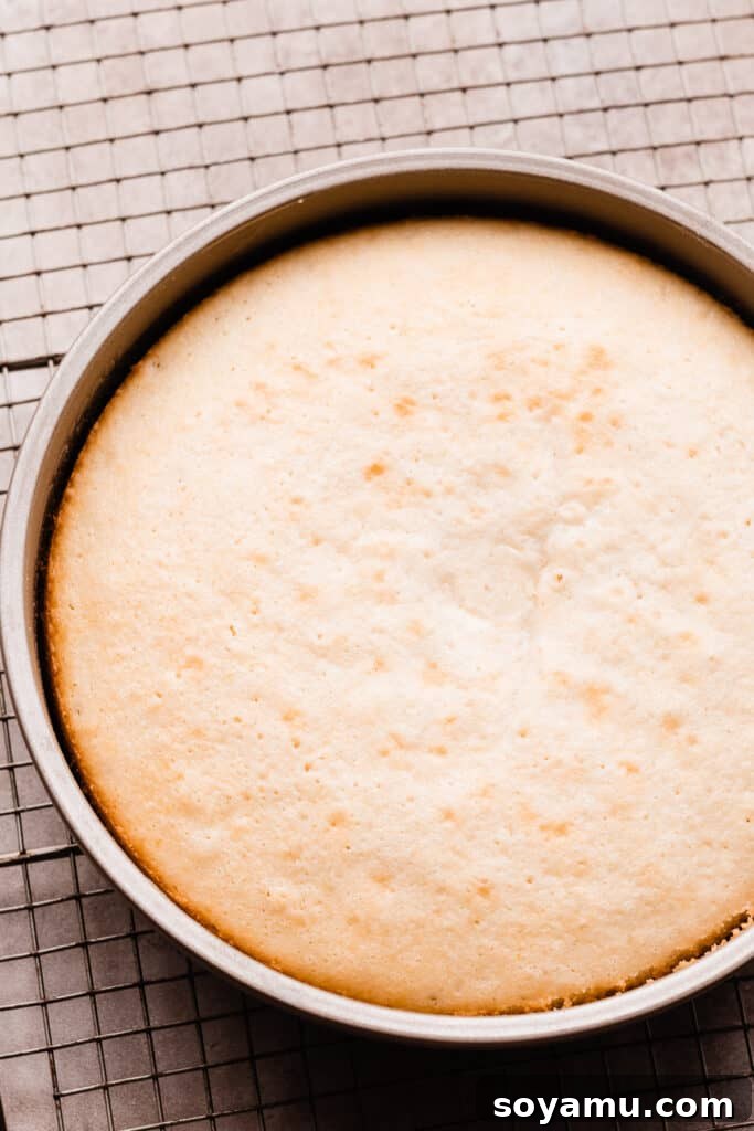 Tropical Mango Snack Delight 5 A freshly baked vanilla cake layer in a round cake pan.