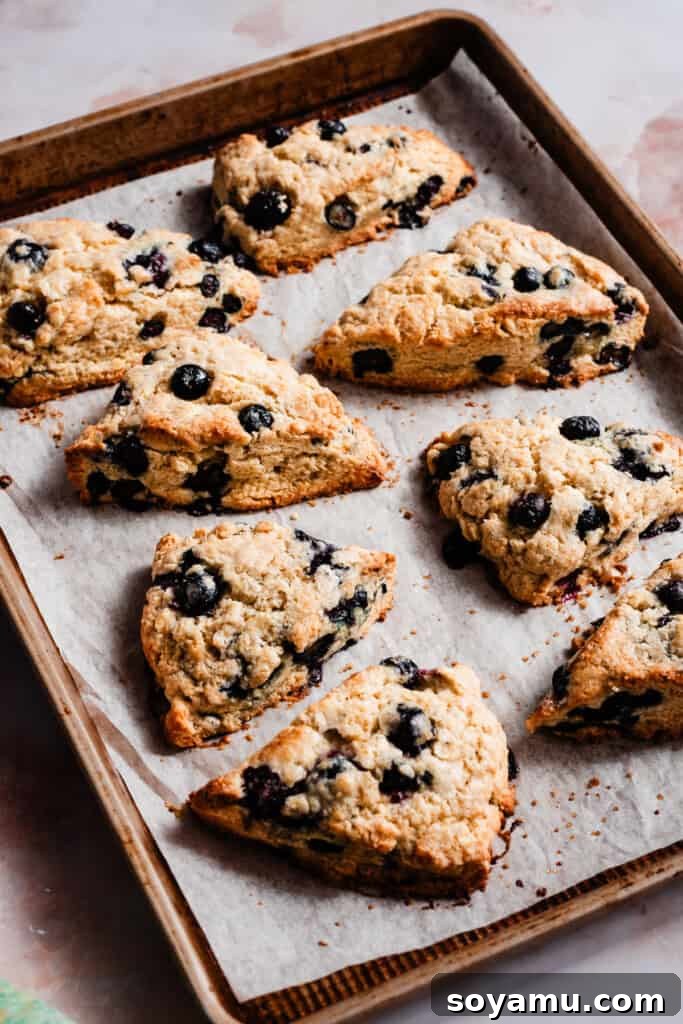 Double Blueberry Scones 8 A baking sheet filled with eight perfectly golden-brown, freshly baked blueberry scones, showing their inviting texture and uniform rise straight from the oven.