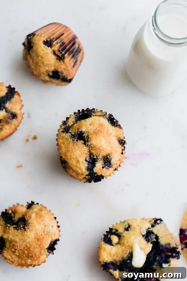 Buttermilk Blueberry Muffins Freshly baked Buttermilk Blueberry Muffins